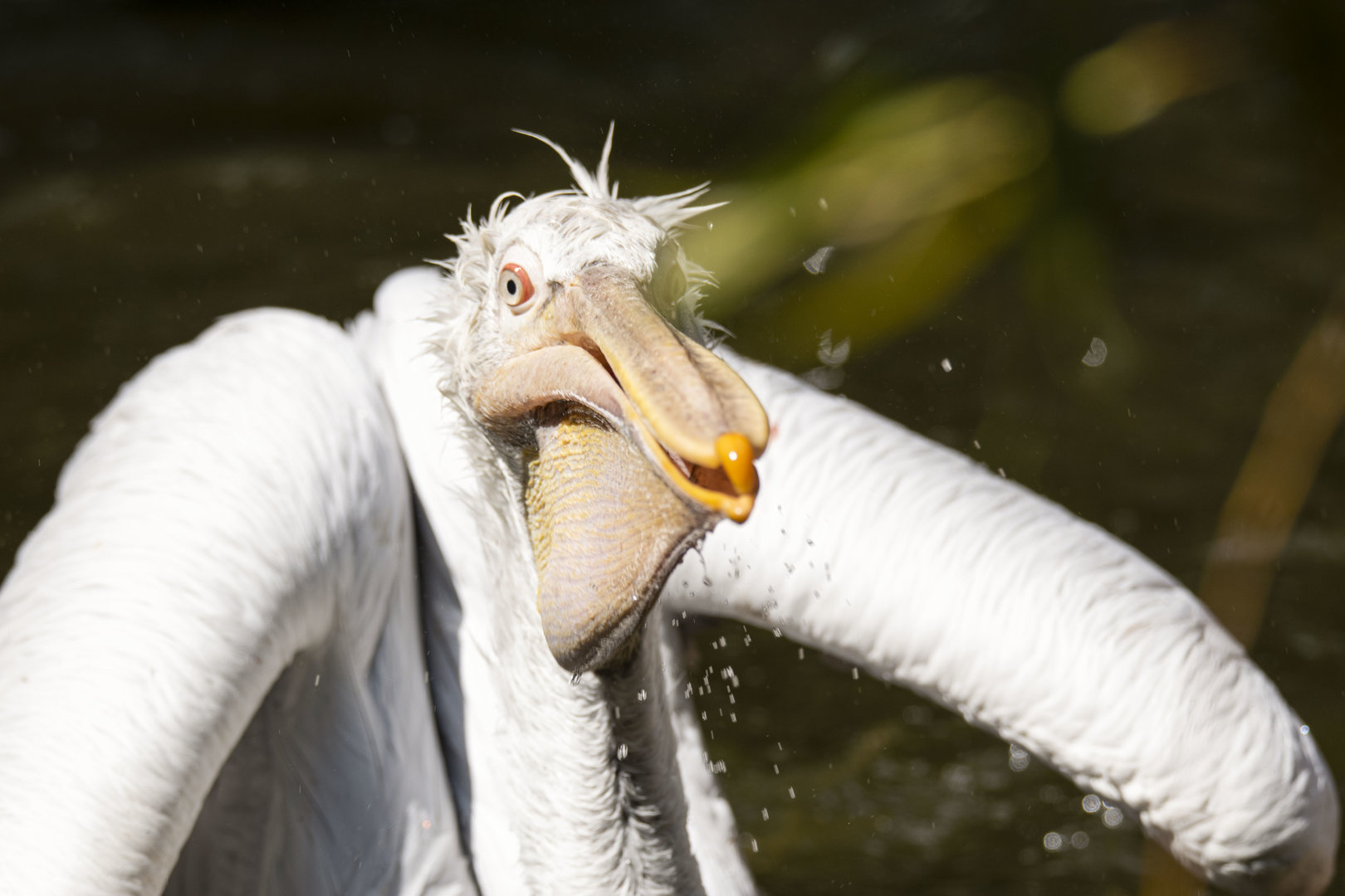 Dalmatian pelican (Pelecanus crispus)