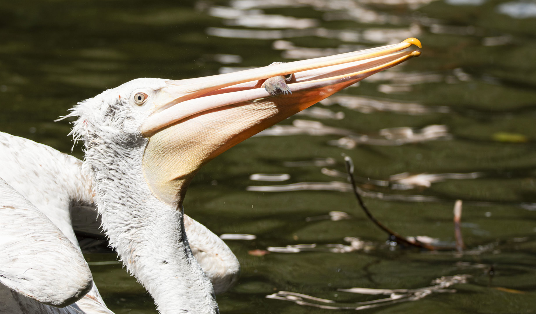 Dalmatian pelican (Pelecanus crispus)