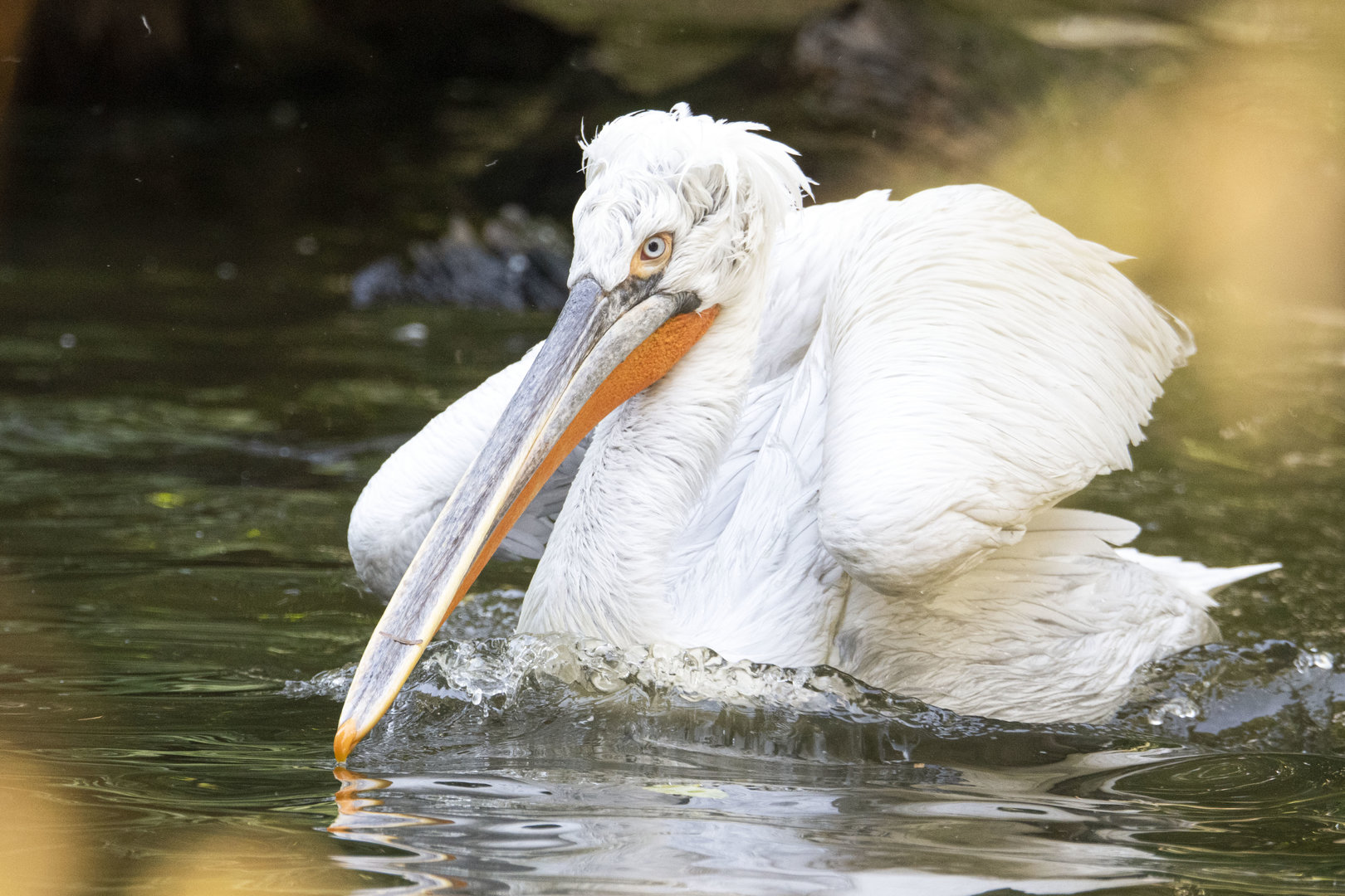 Dalmatian pelican (Pelecanus crispus)
