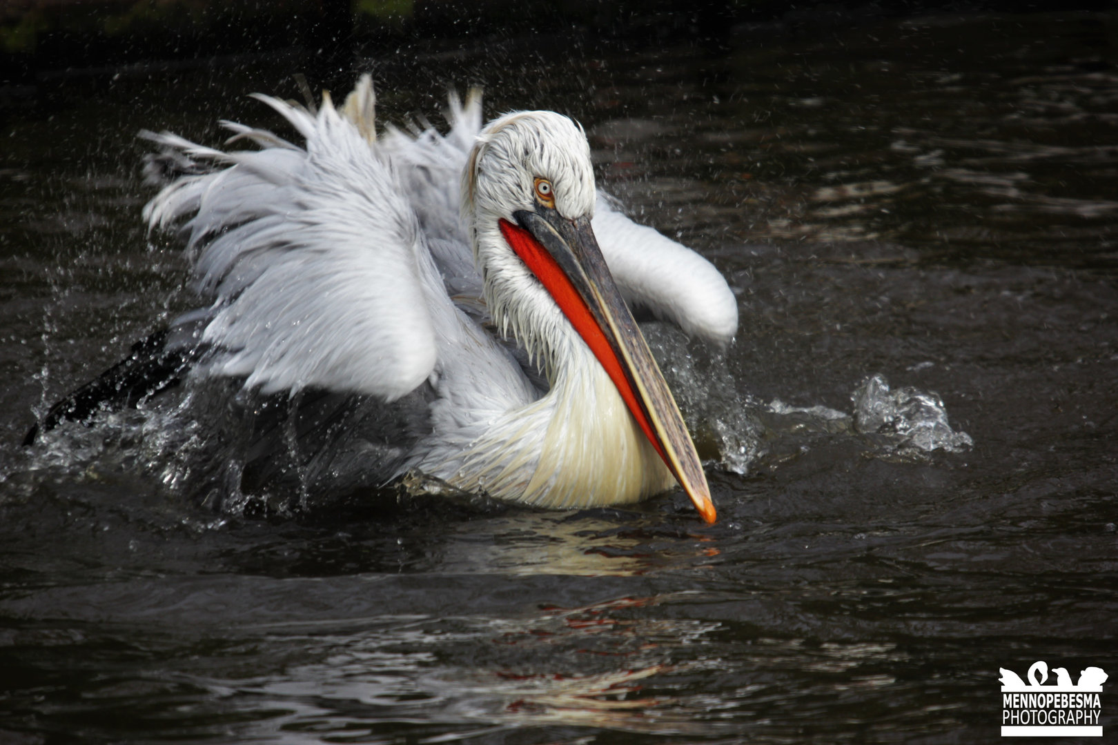 Dalmatian pelican (Pelecanus crispus)