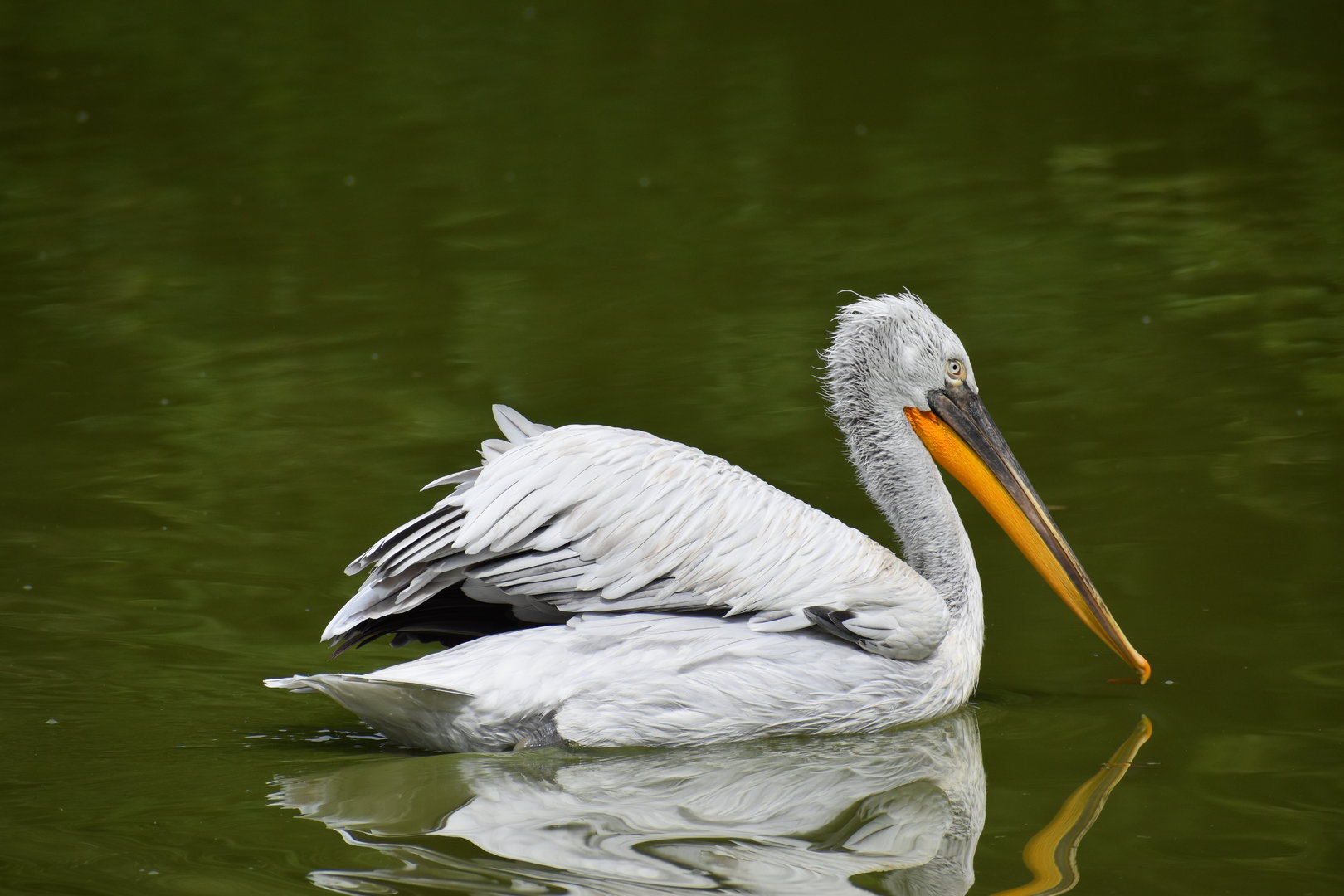 Dalmatian Pelican - Pelecanus crispus