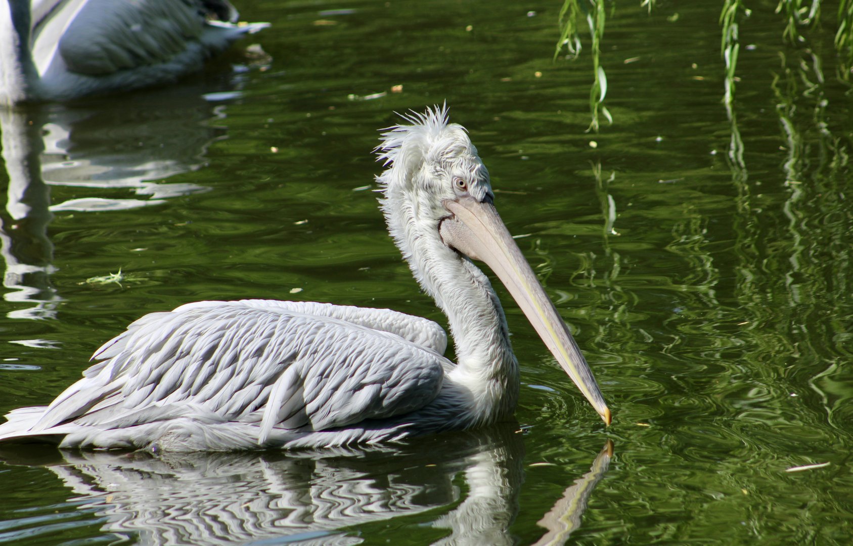 Dalmatian Pelican (Pelecanus crispus)