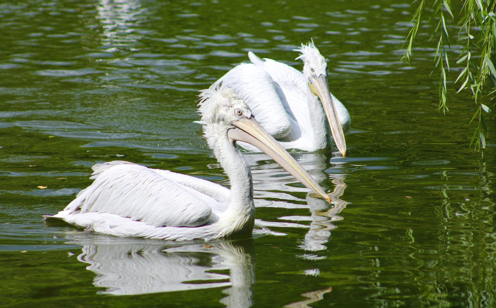 Dalmatian Pelican (Pelecanus crispus)