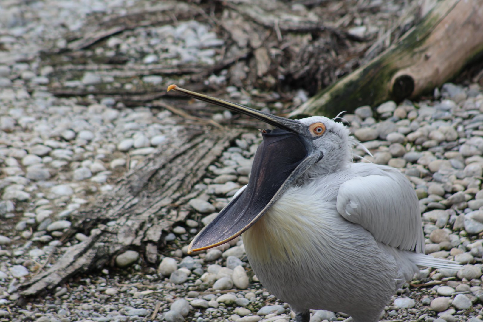 Dalmatian Pelican (Pelecanus crispus)