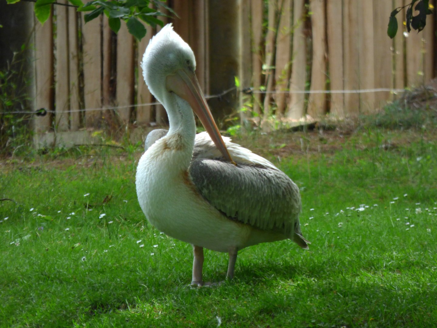 Dalmatian pelican (Pelecanus crispus)