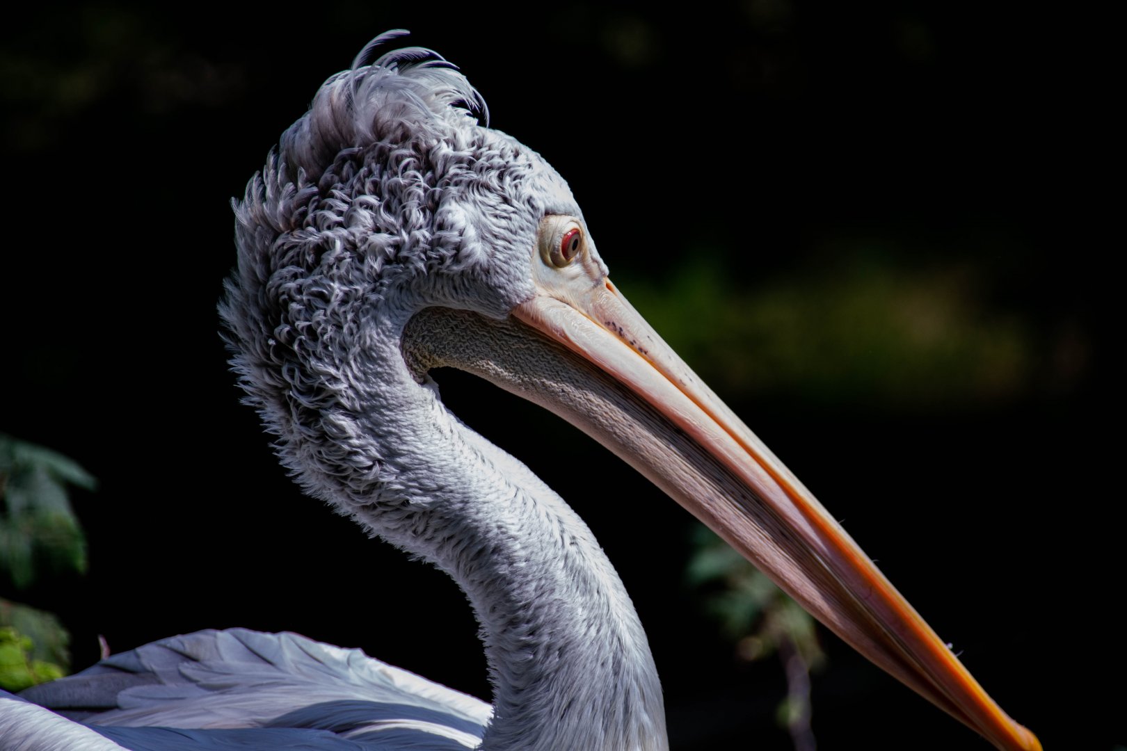 Dalmatian pelican (Pelecanus crispus)