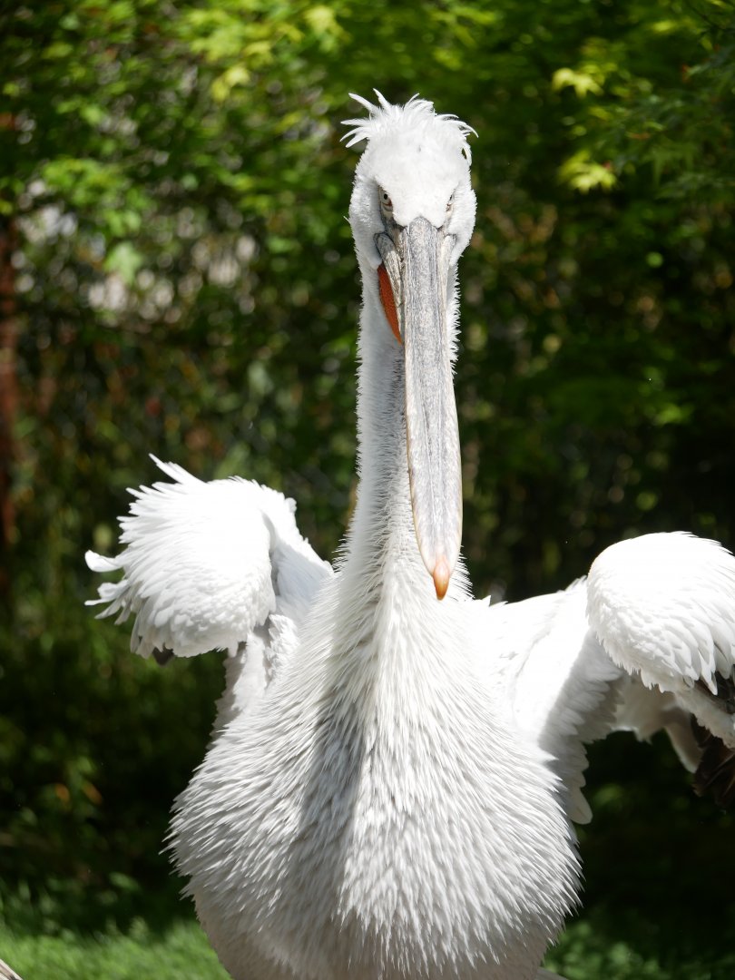 Dalmatian pelican (Pelecanus crispus)