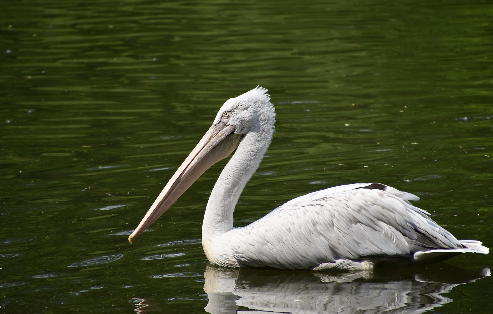 Dalmatian Pelican (Pelecanus crispus)