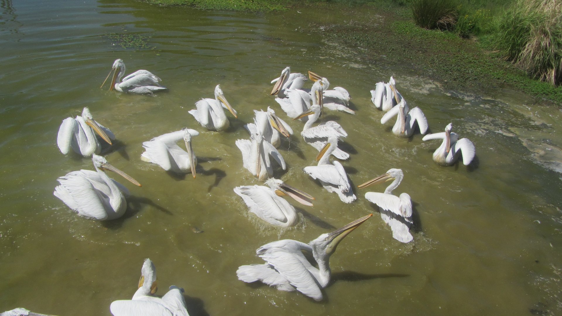 Dalmatian pelican (Pelecanus crispus)