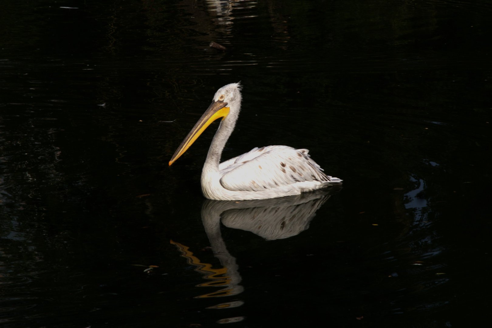 Dalmatian Pelican (Pelecanus crispus)