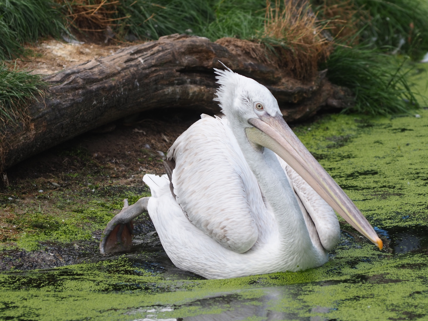 Dalmatian pelican (Pelecanus onocrotalus)