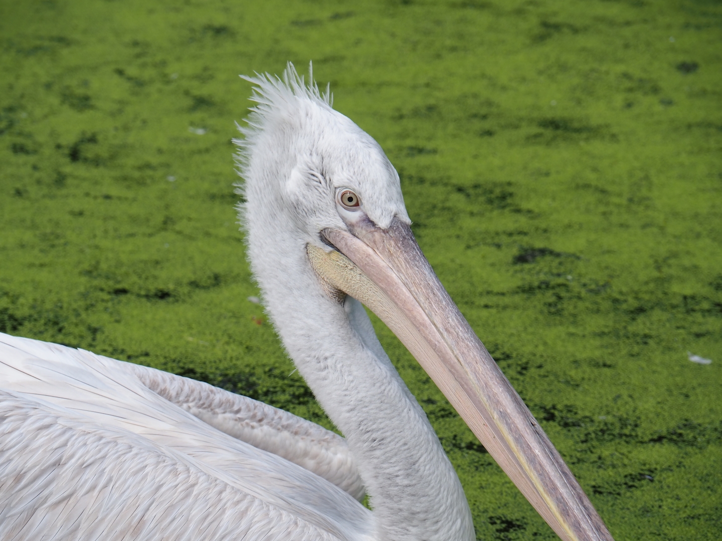 Dalmatian pelican (Pelecanus onocrotalus)