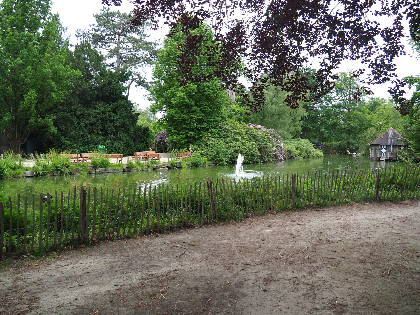 Dalmatian pelican pond, 2020-05-23