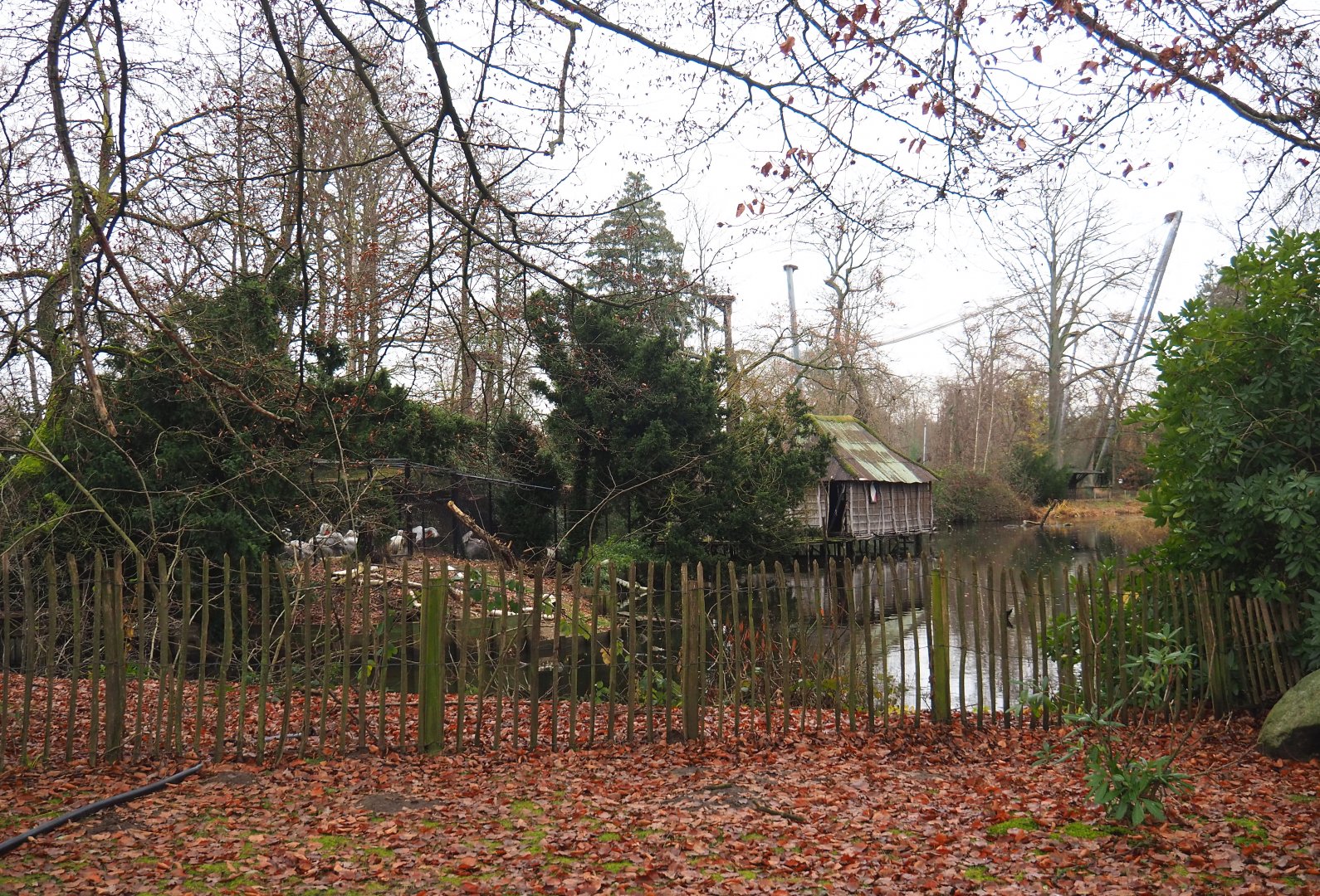 Dalmatian pelican pond, 2021-12-07