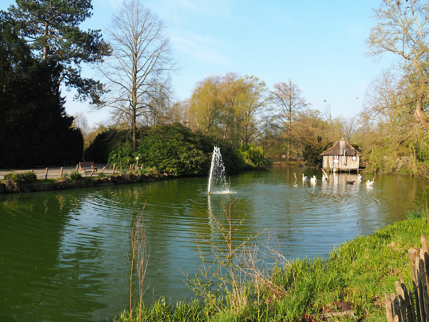 Dalmatian pelican pond, 2023-04-18