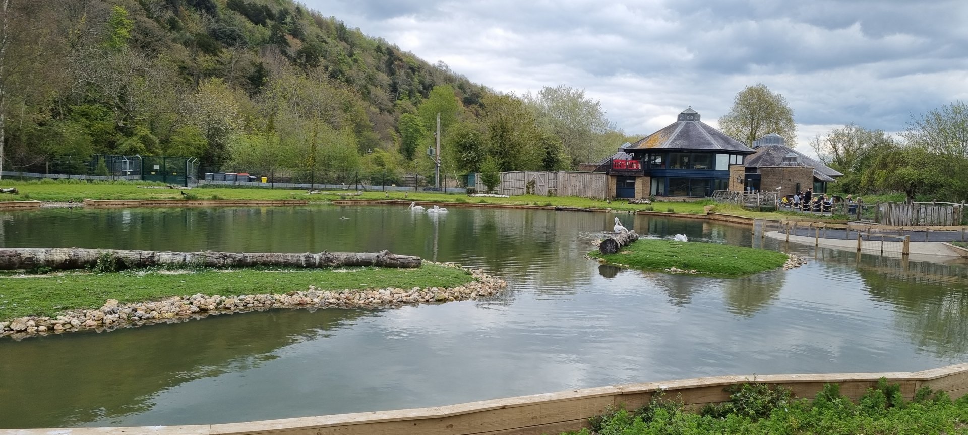 Dalmatian pelican pond