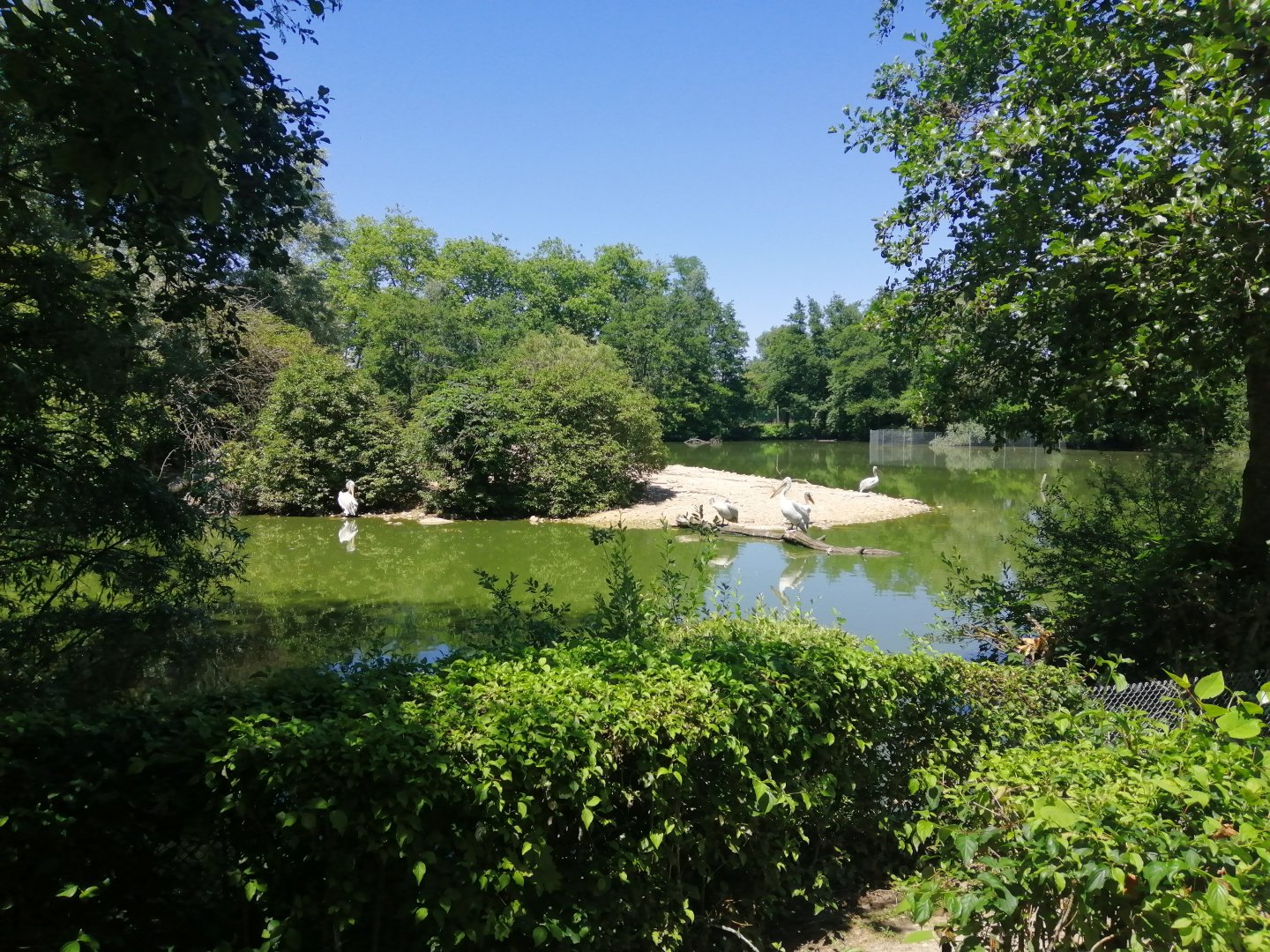 Dalmatian Pelican Pond