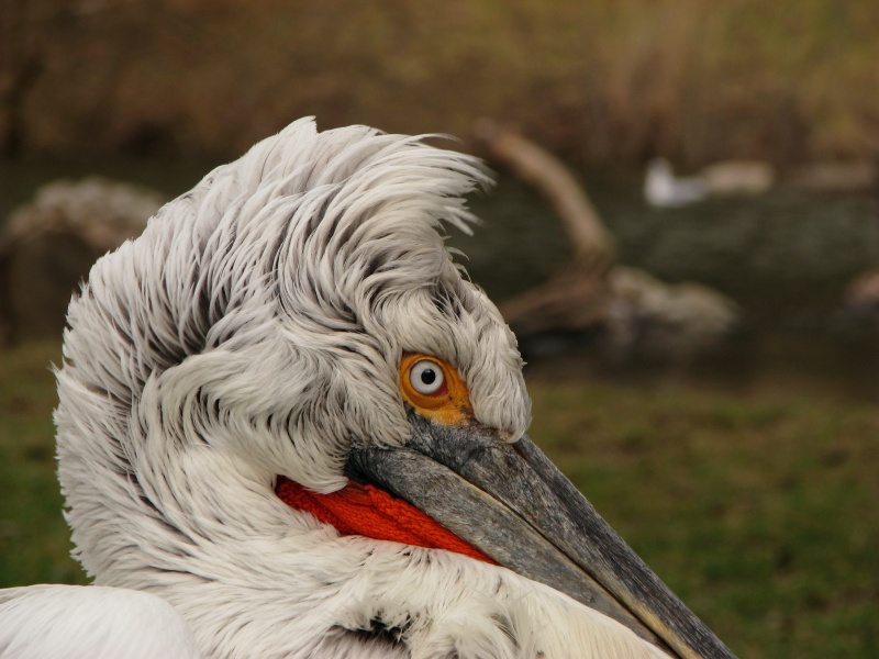 Dalmatian pelican @ Prague zoo