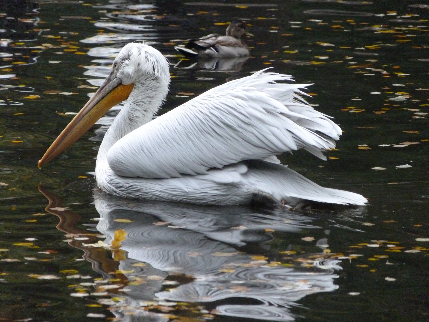 Dalmatian pelican -Tierpark Berlin (2024)