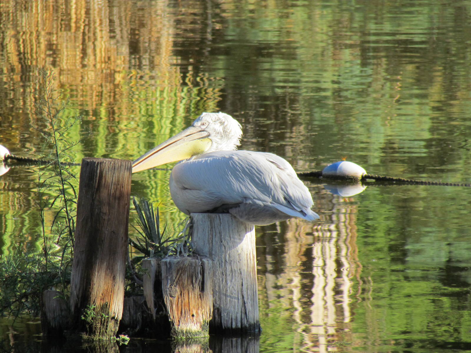 Dalmatian Pelican