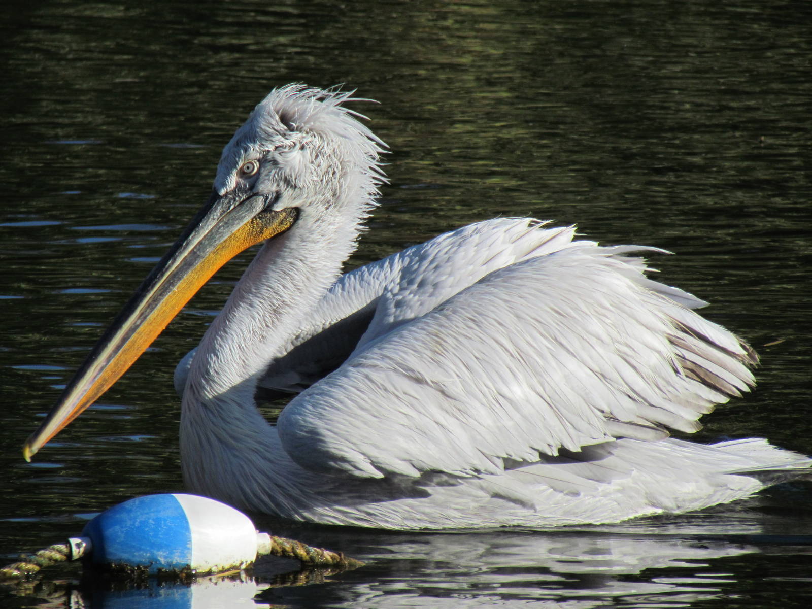 Dalmatian Pelican