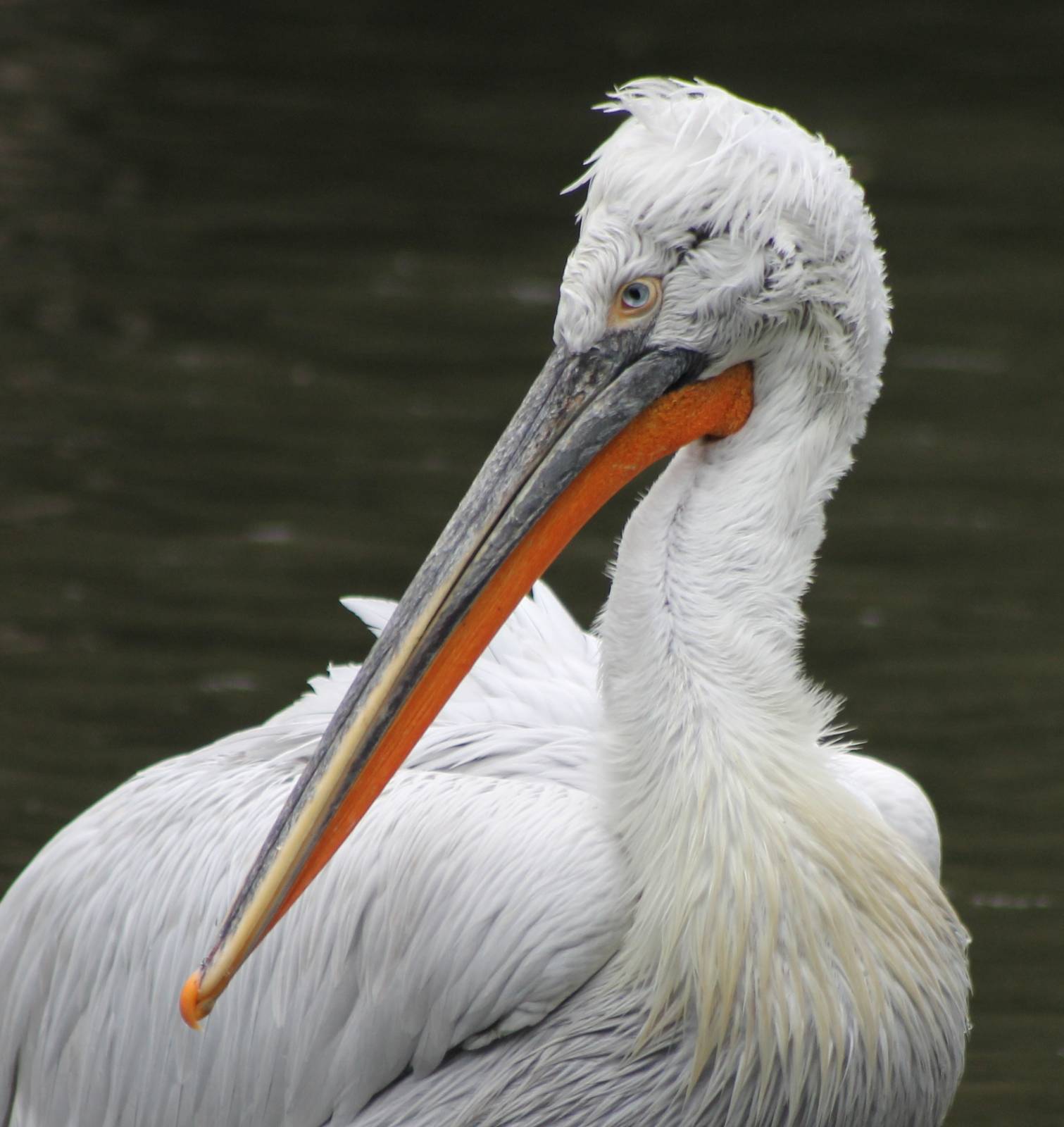 dalmatian pelican