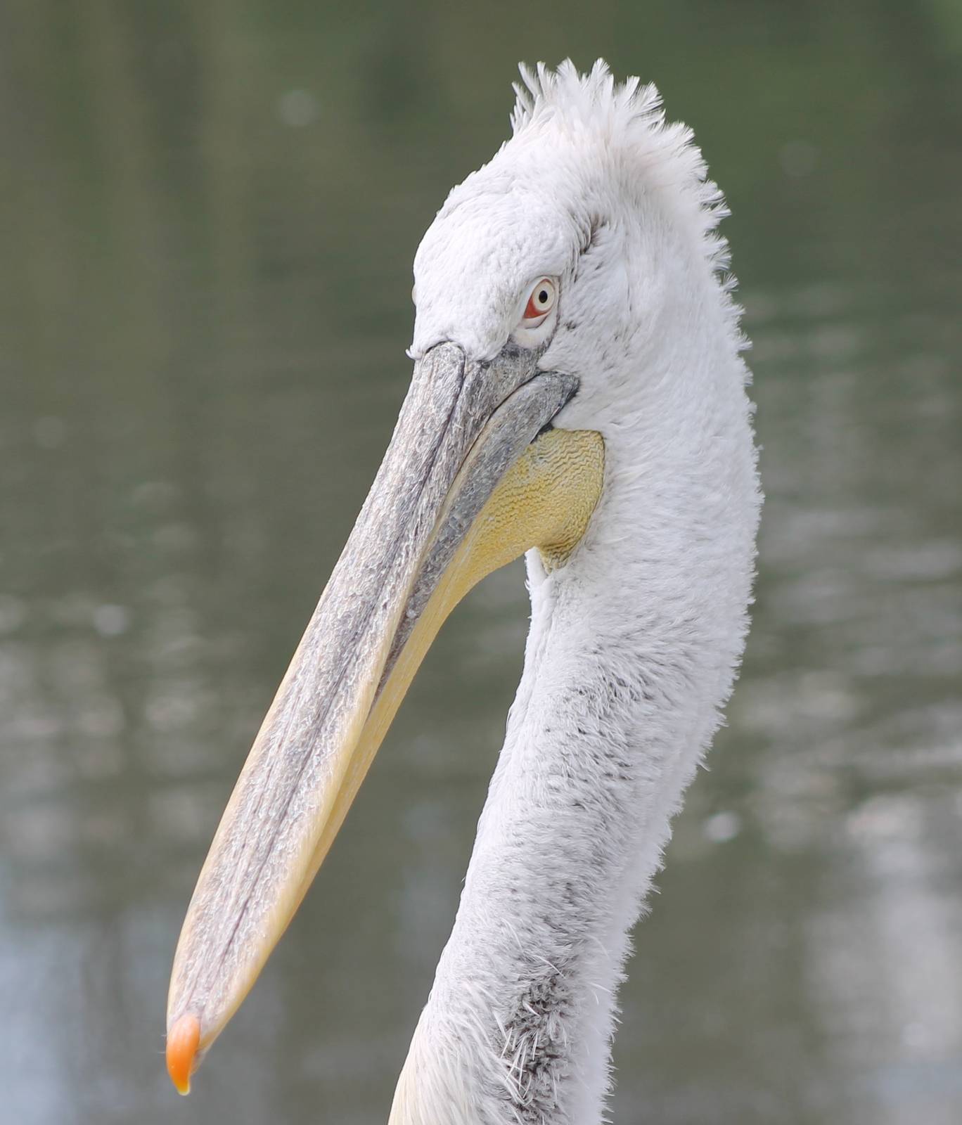 Dalmatian pelican