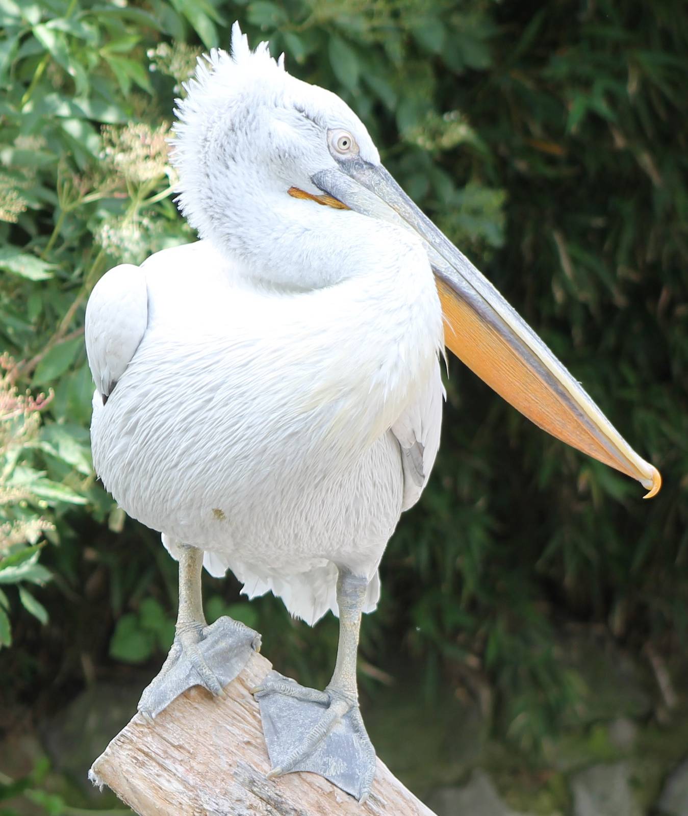 Dalmatian pelican