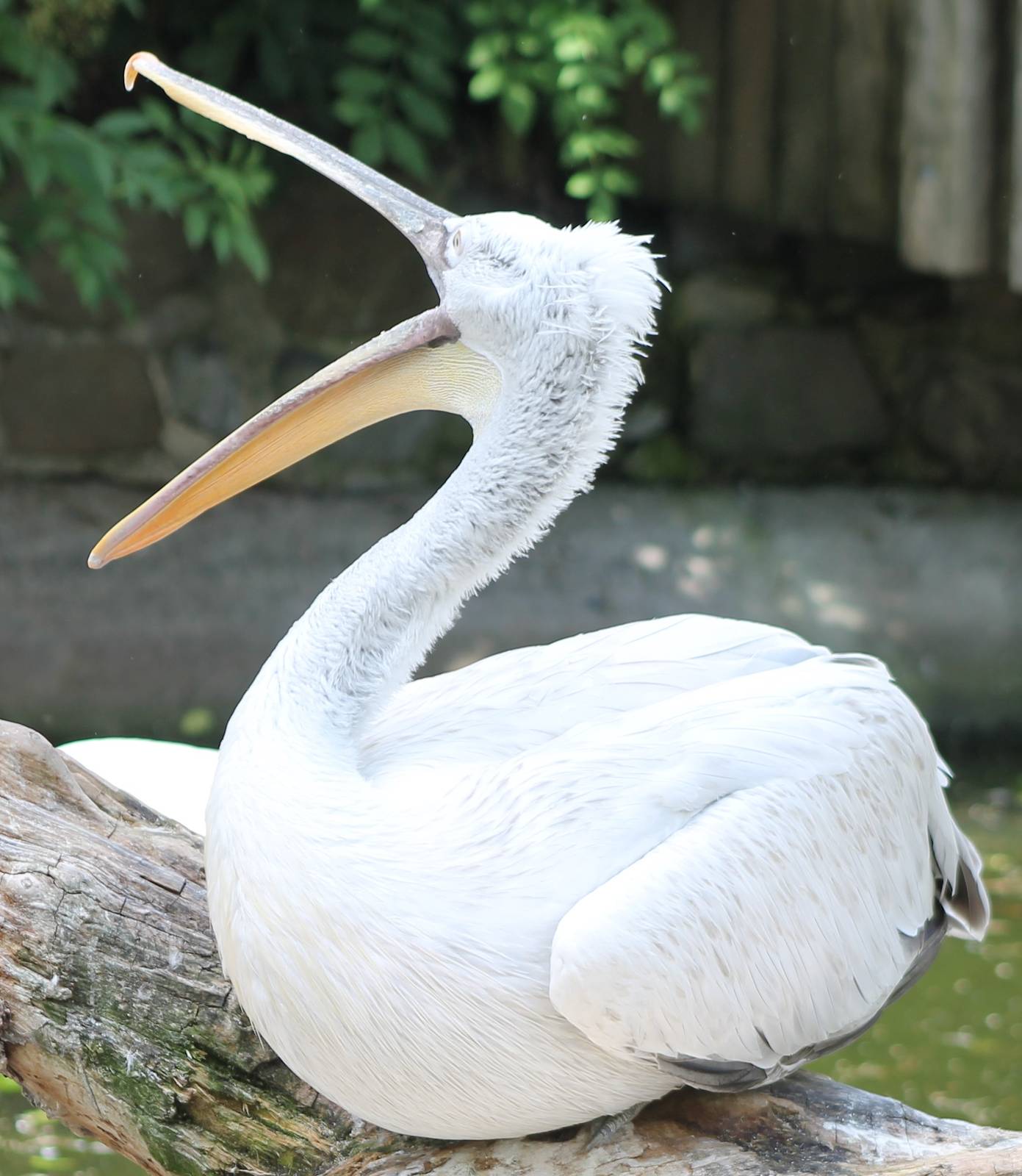 Dalmatian pelican