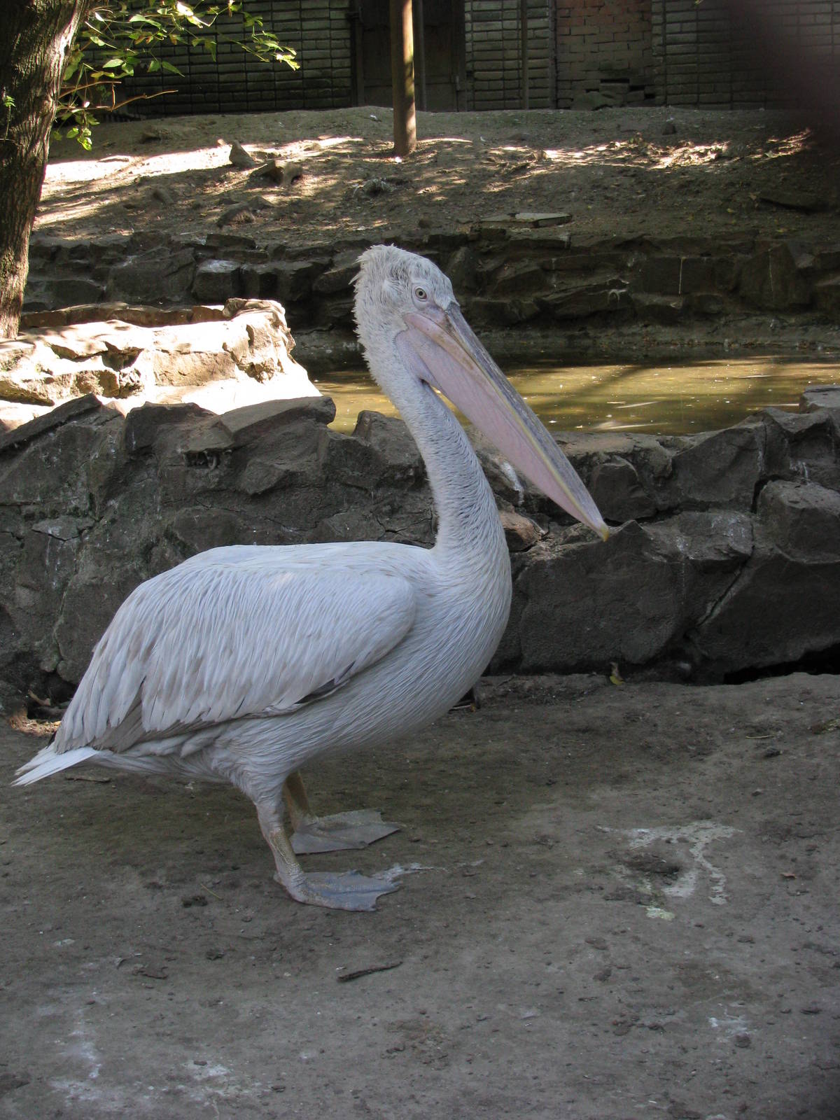 Dalmatian pelican