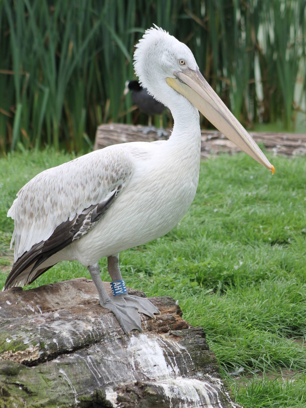 Dalmatian pelican