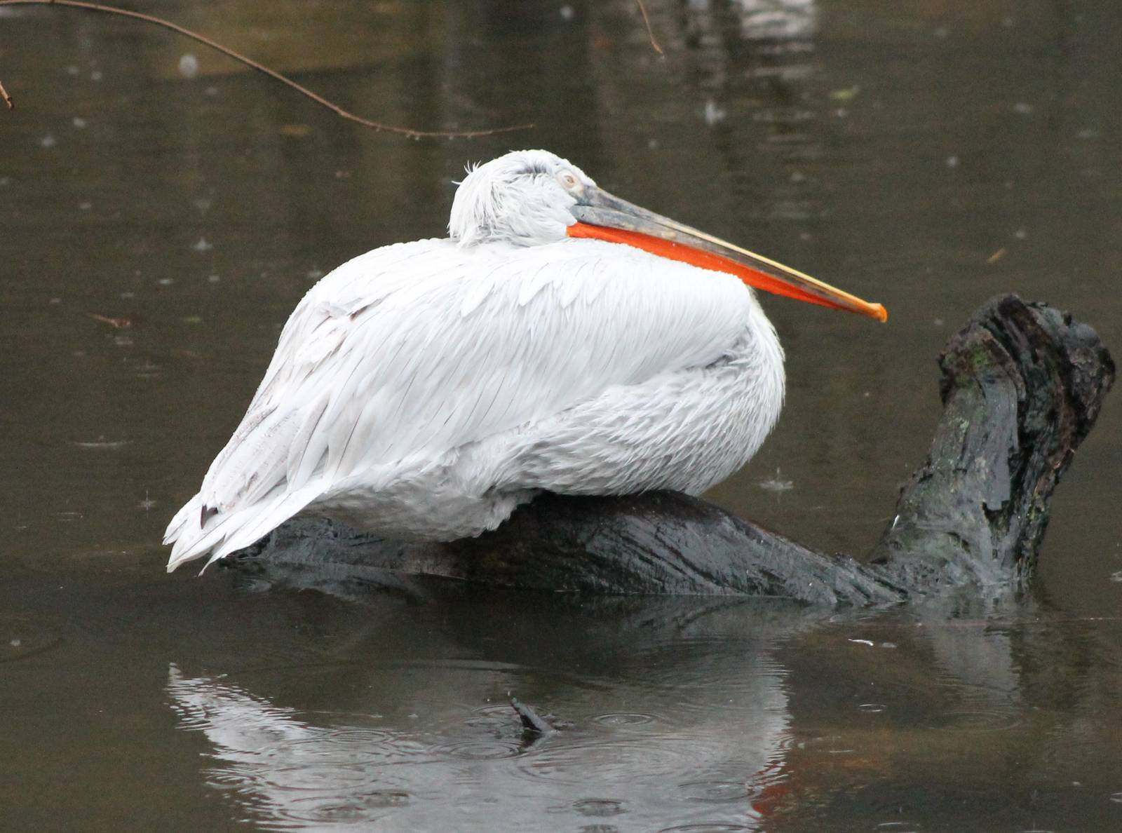 Dalmatian pelican