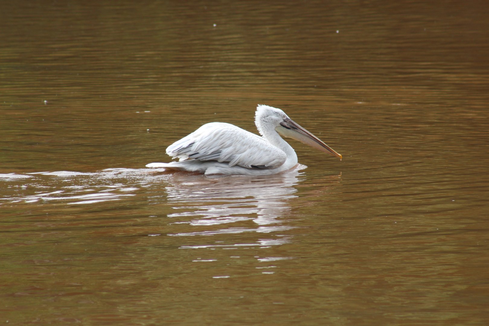 Dalmatian Pelican