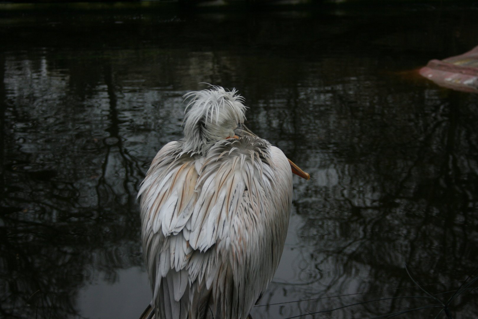 Dalmatian pelican