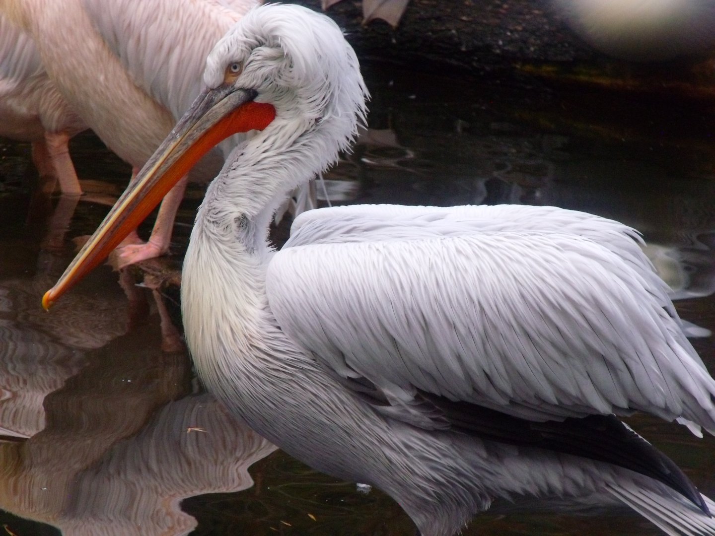 Dalmatian pelican