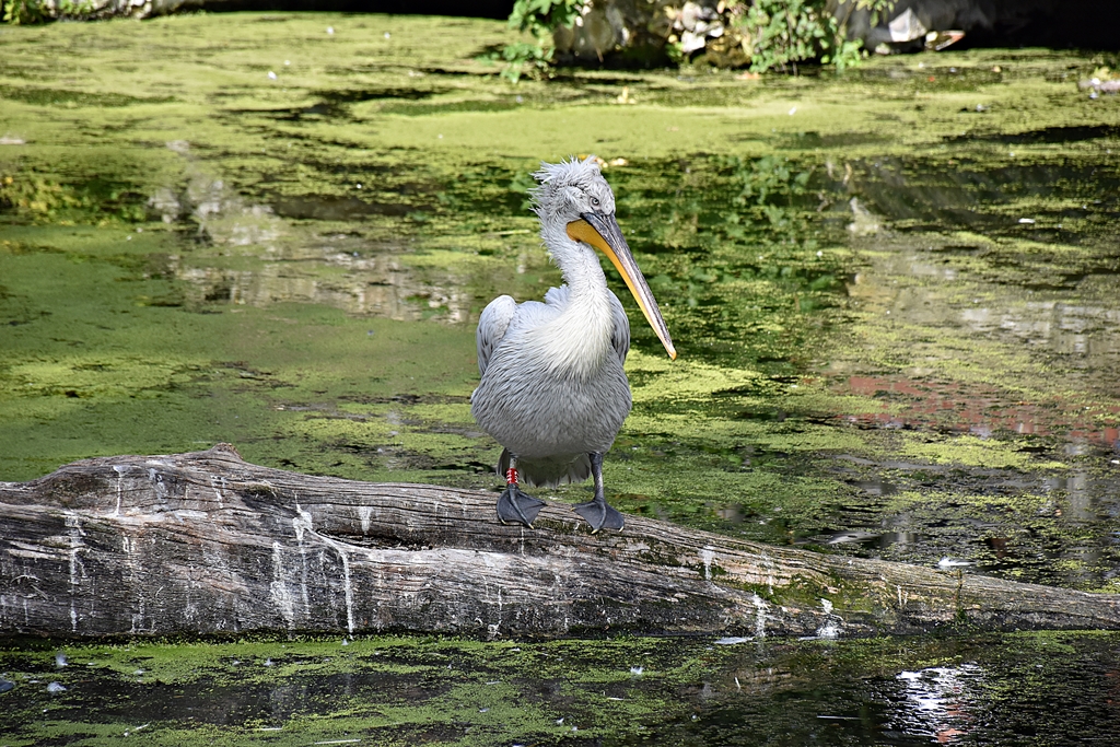 Dalmatian pelican