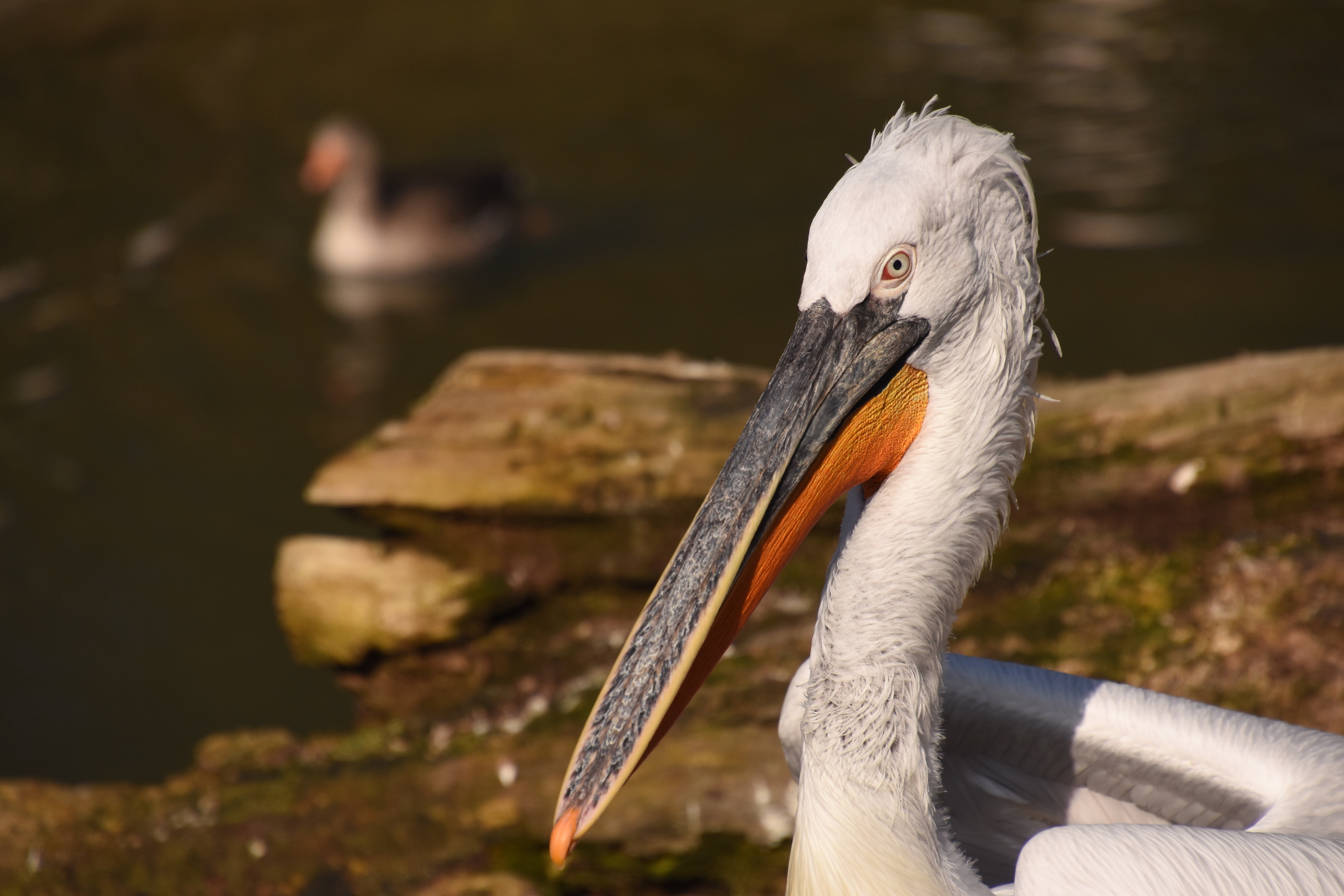 Dalmatian pelican