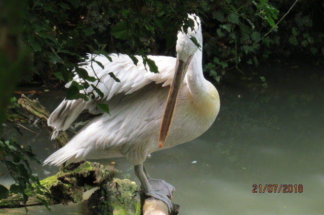 Dalmatian Pelican
