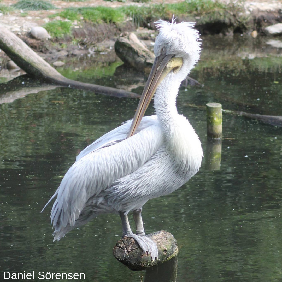 Dalmatian pelican