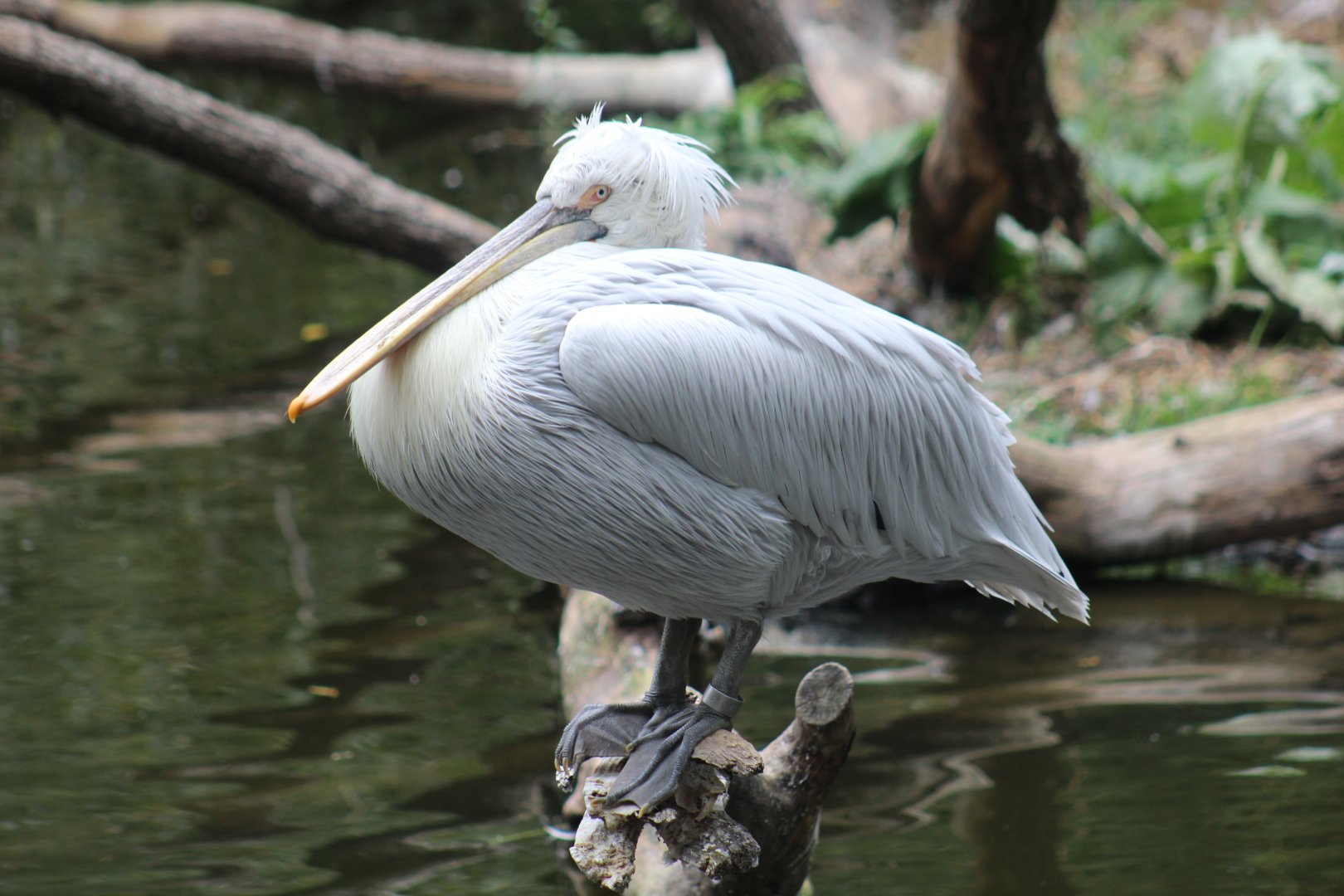 Dalmatian Pelican