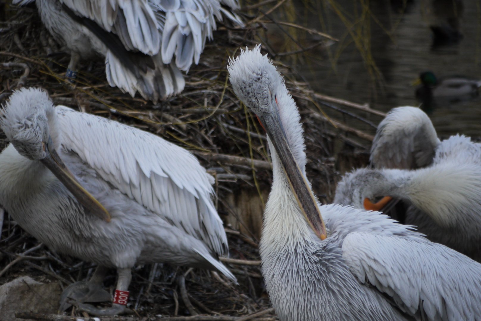 Dalmatian Pelican