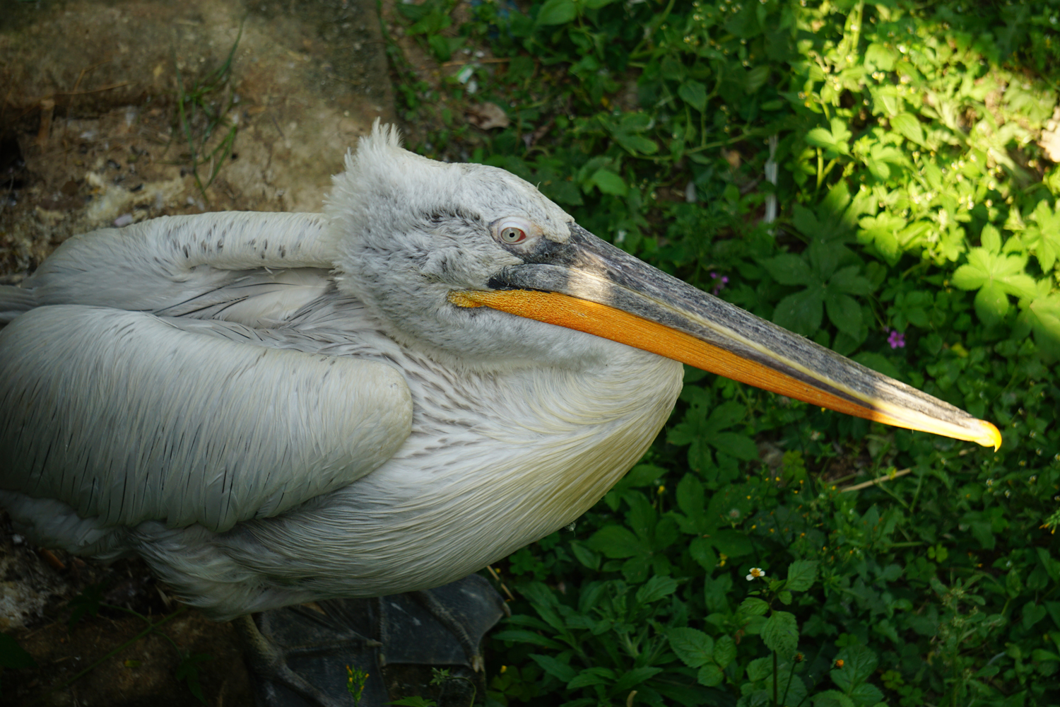 Dalmatian pelican