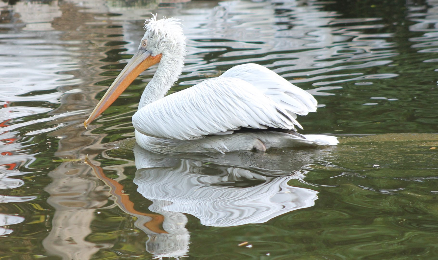 Dalmatian pelican