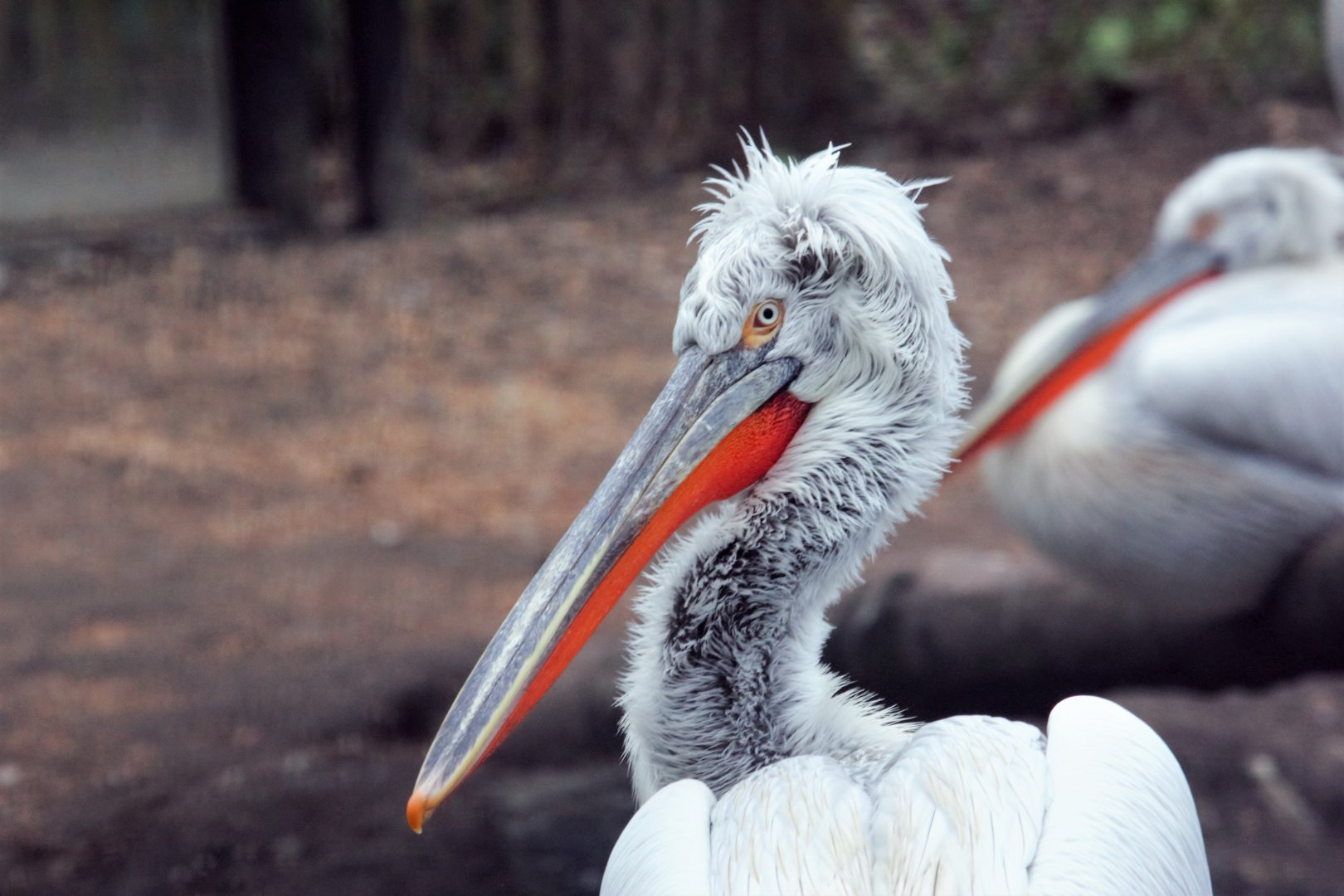 Dalmatian pelican