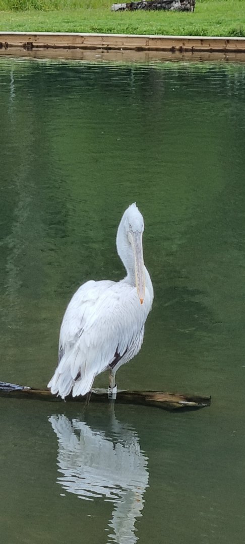 Dalmatian pelican