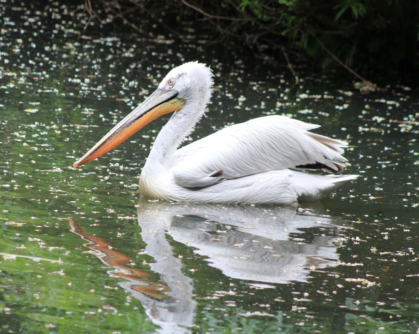 Dalmatian pelican