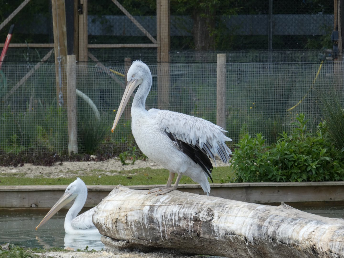 Dalmatian pelican