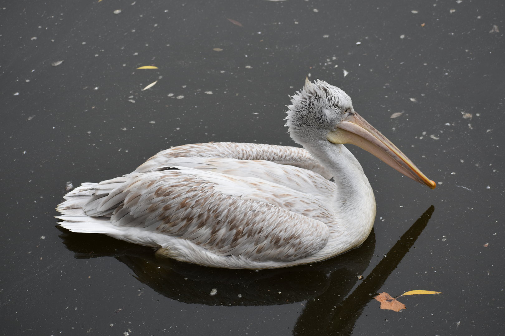 Dalmatian pelican