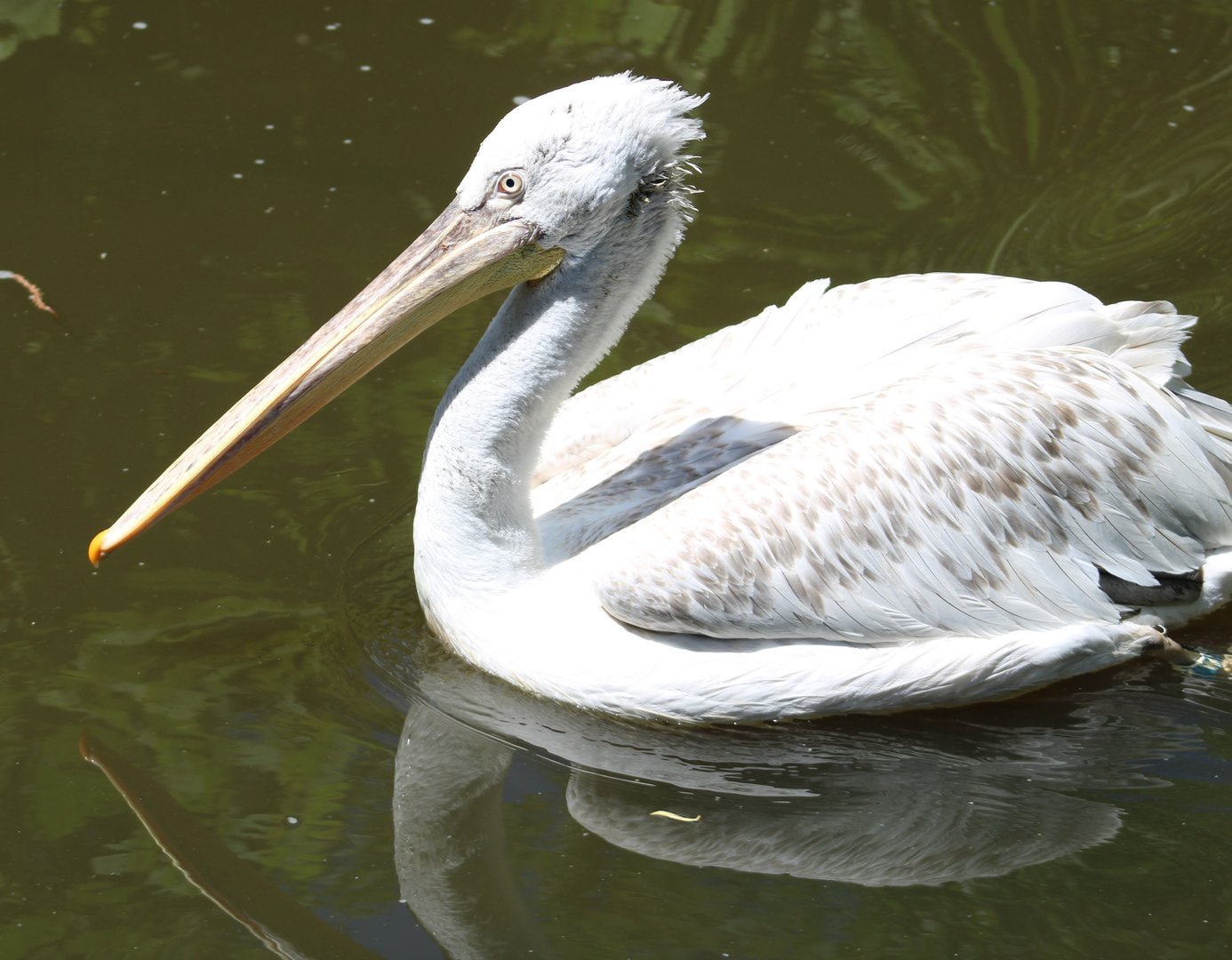 Dalmatian pelican