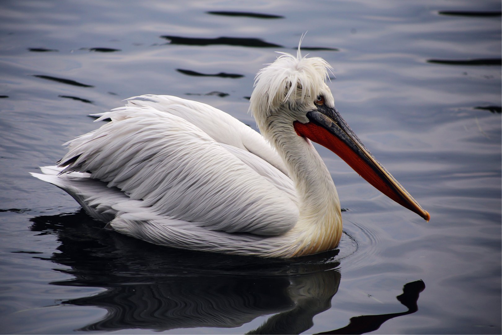Dalmatian Pelican